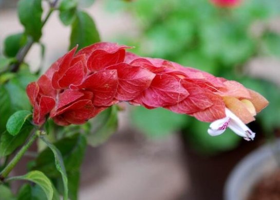 虾衣花盆栽从栽培的到后期养护，学会这五个办法，全年开花不断