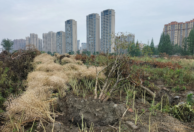 真荒诞，水泥地上种田伤农、伤田、伤财，难道没人管？