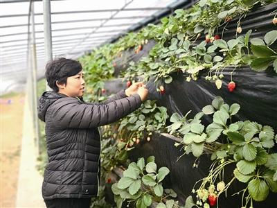 扎根家乡，草莓种出“新花样”