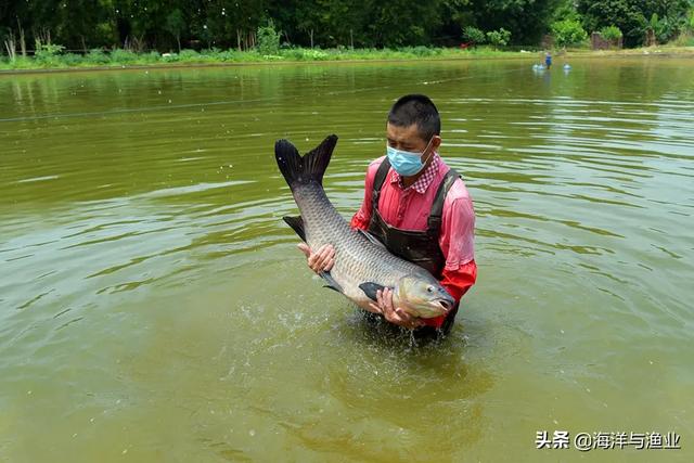 韶关第一个省级草鱼良种场——始兴县水产良种场