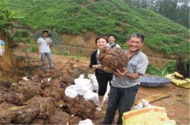 茯苓的栽培技术，这些技巧你知道吗？进来学习一下吧