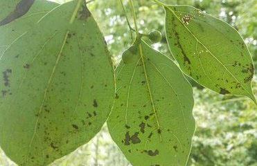 香樟树的种植栽培技术