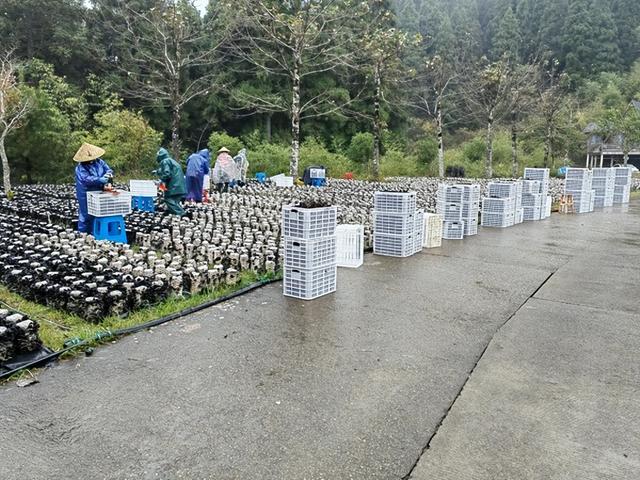 春耕时节采摘忙 文成铜铃山黑木耳种植基地喜迎春日好丰景