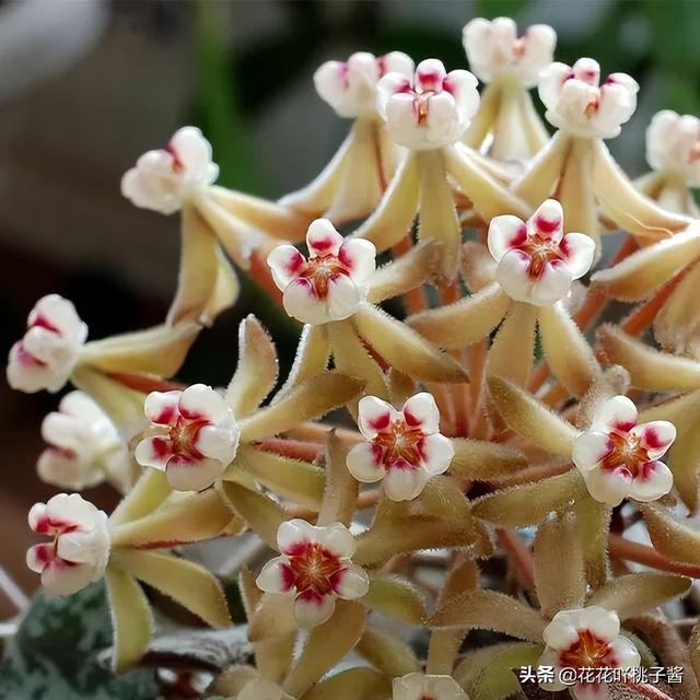 皮实又好养的“懒人”浓香花卉植物——银斑球兰，你见过吗？