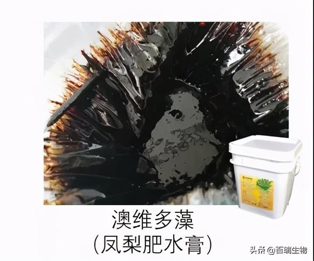 给你一套冬季花鲢增产方案，赶快收藏吧