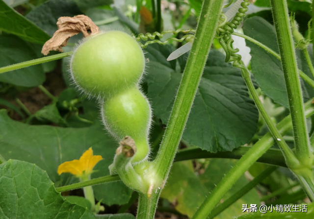 简单7步，在阳台种小葫芦，一盆结十几个，随便盘