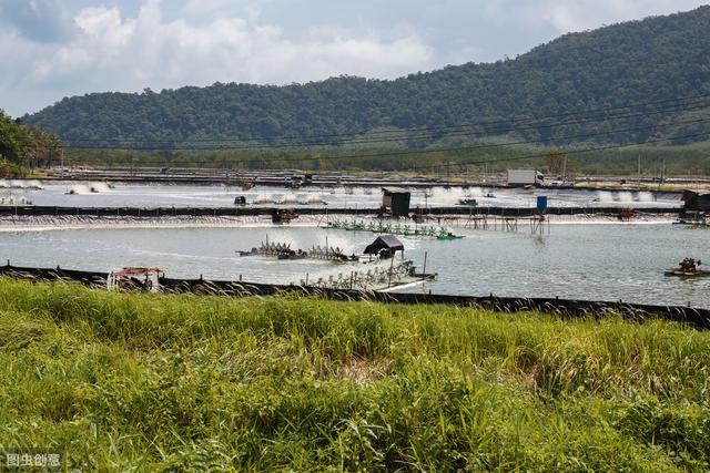 龙虾养殖适合多大水池？水温在多少度、水位在多深，怎么消毒？