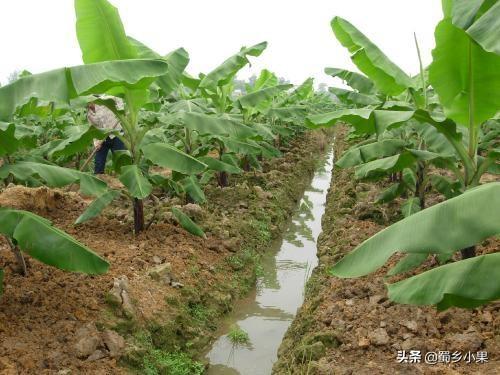 香蕉种植前该怎么选择园区地址才容易丰产？种植都要注意哪些事项