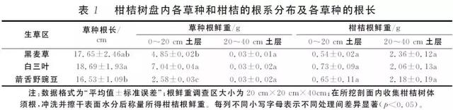 秋天到，橘园撒播生草好处多！什么草种最实用？种后如何管理？