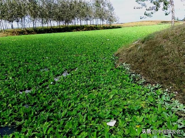 淮河干支流现外来入侵植物大薸，望有关部门全力排查打捞清除