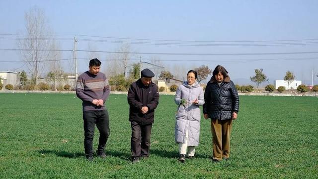 枣庄市市中区：专家田间“把脉” 助力小麦春管