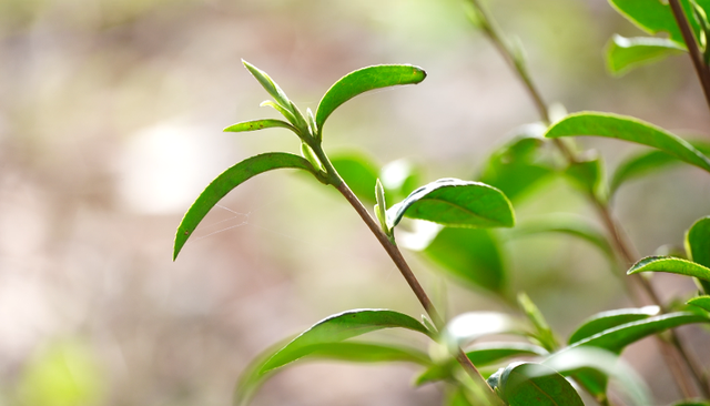 头茬“乌牛早”开采了