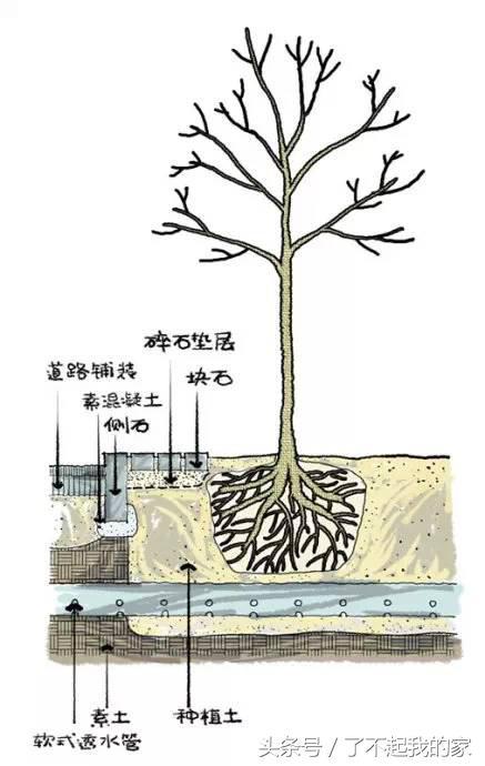 图解园林景观之乔木种植秘诀