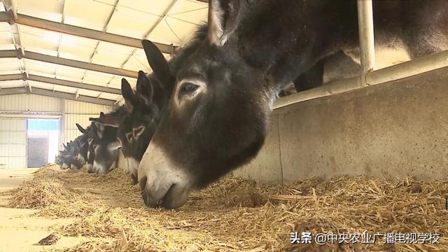 【田间示范秀】让毛驴长好膘