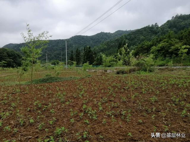 农村闲置的荒地种植反季节雷竹，亩年均收益过万，，该如何建园？