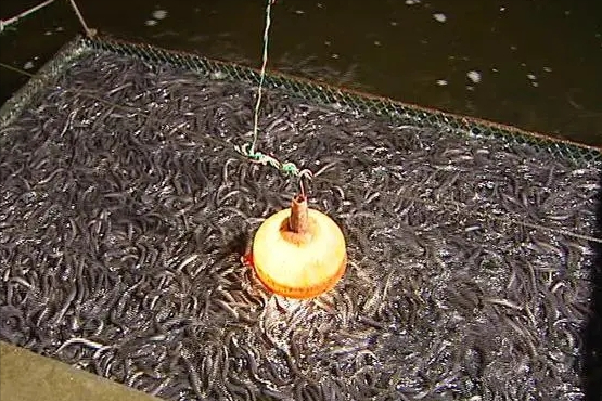 花鳗鲡美丽的生物学特性，与其简单易操作的人工养殖技术