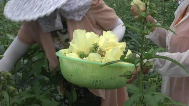 这个“金花花”好吃好看，只开4个小时，绽放时摘下一斤能卖30元