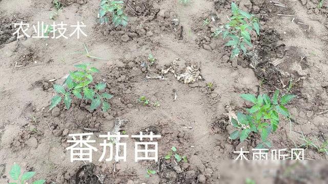 番茄种植技术与管理方法