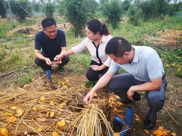 泗洪县金锁镇：小蜗牛爬出致富产业路