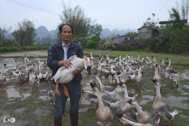 不是你养不好鹅 而是你不了解这些养鹅风险