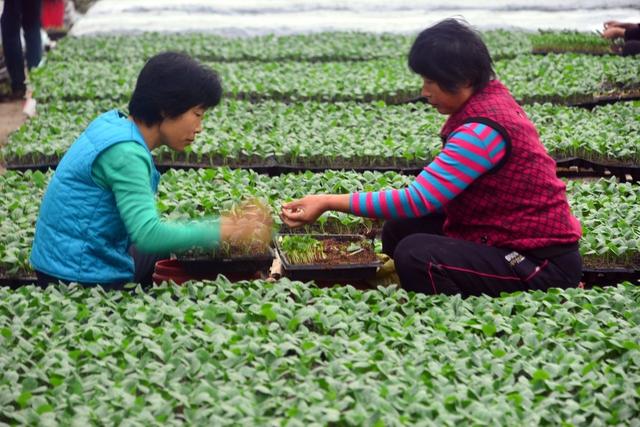 早春黄瓜如何培育茁苗？抓好5个技术环节，确保芽苗齐又壮