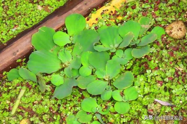 淮河干支流现外来入侵植物大薸，望有关部门全力排查打捞清除