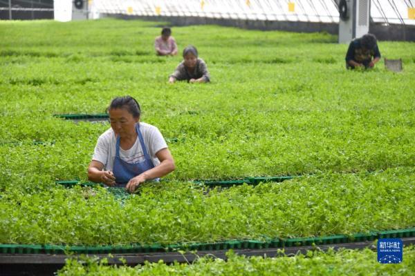 山东定陶：自动控温大棚里蔬菜育苗忙