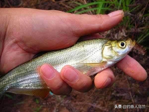 钓翘嘴的季节到了，学会这4个技巧，鱼获差不了