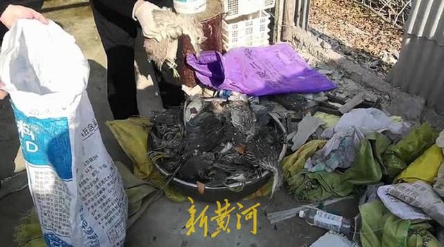 江苏一养殖场疑非法驯养万余野禽，志愿者称不少已被屠宰甚至包装