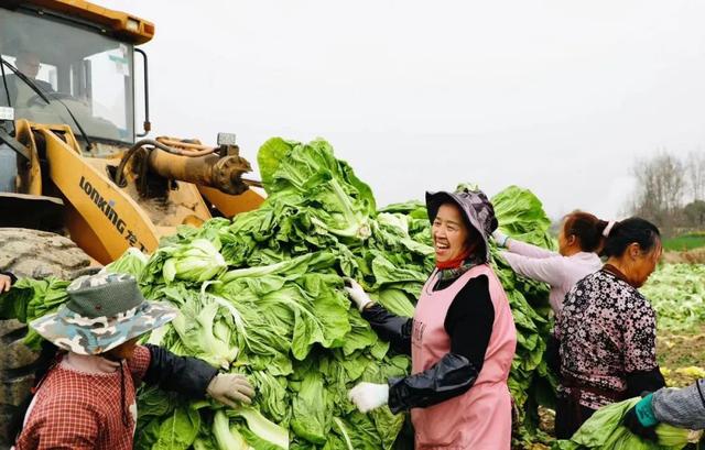 亩产近7吨，增产30%！农机达人摇身变成青菜种植“领头羊”