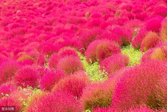 地肤的栽培技术，种植户不必苦恼，找对方法轻松解决