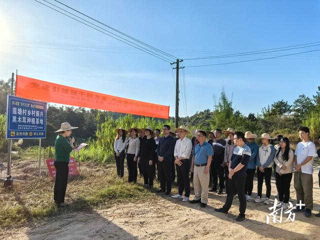 小木耳撑起乡村振兴“致富伞”！兴宁新圩镇成立黑木耳种植基地