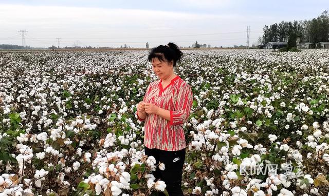 走进农科院·看科技力量⑦｜棉生“白金” 花开满田