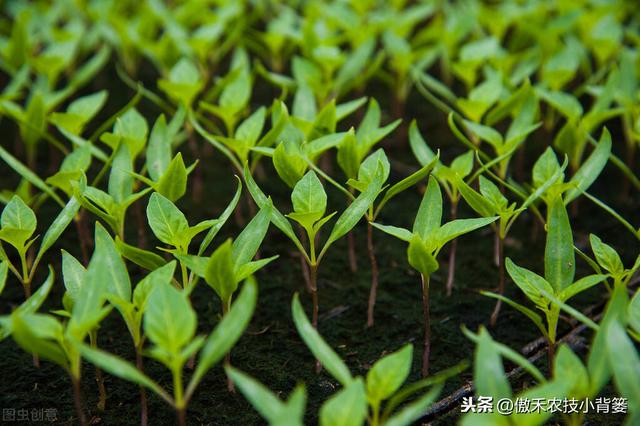 秋季10月种植哪些蔬菜最合适？田间管理上要重点抓好哪几点？