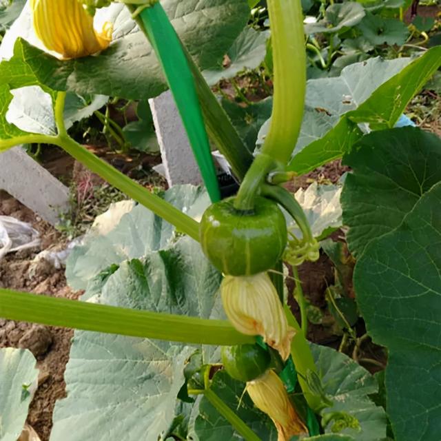 在阳台上栽种迷你小南瓜，立体种植更节省空间