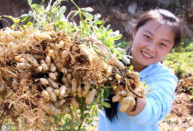 农民种植花生，一个1个小配方，喷施2种小肥料，花生果大粒饱