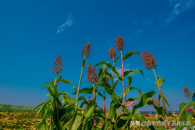 免费，西安爱菊第二届菊花节超详细攻略，溜娃研学拍照游玩涨知识