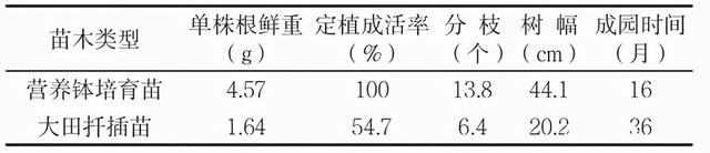 湘西州黄金茶树两段法育苗与覆膜栽培技术