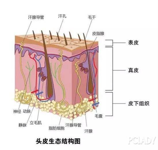 扎马尾导致秃头？你的发际线处处存在危机！