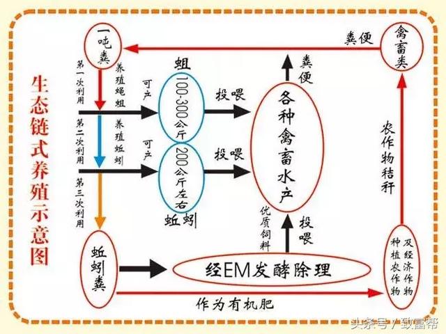 “乳酸菌+虫子”生态养殖新模式，降低成本、保证畜产品绿色健康