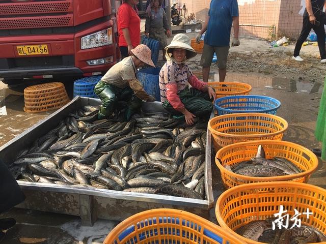 出产鱼苗占全国市场六成，中山三角镇打造现代生鱼产业园