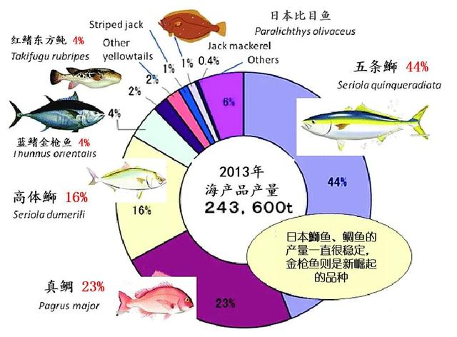 日本的“困局”：渔获量“缩水”20年，金枪鱼靠养殖“续命”？