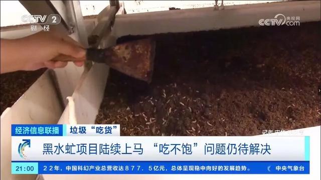 央视：垃圾“吃货” 黑水虻项目陆续上马， “吃不饱”问题仍待解决