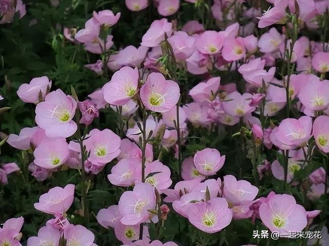 适合春天种植的6种花，成活率高爱开花，60天开成小花园