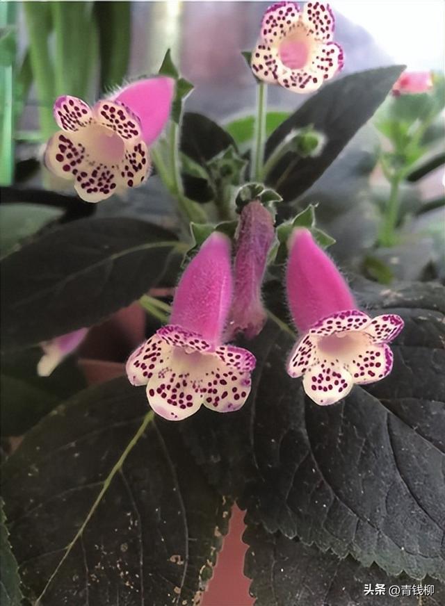 必看：家里的“花猫”竟然有这些惊人的特点！