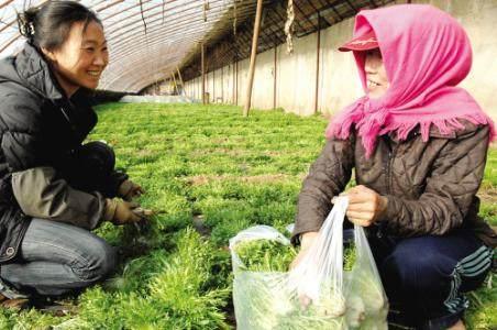 农民致富有绝招（七）农民种野菜年赚30万 只因为他用了这样2招！