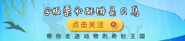 食人鱼真的会吃人吗？几分钟啃得只剩白骨，连鳄鱼遇到都会逃跑