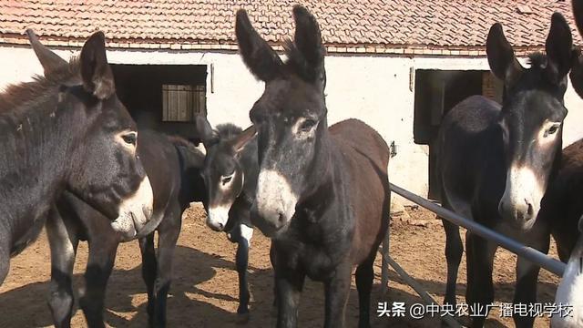 【田间示范秀】让毛驴长好膘