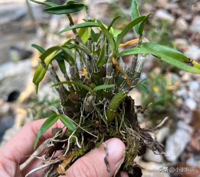 霍山石斛的种植养护过程