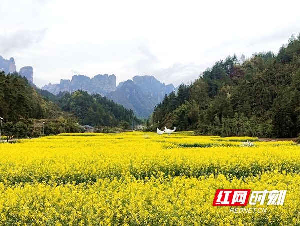 武陵源区中湖乡：“野鸡”变“凤凰” 风貌改造撬动乡村旅游“大升级”